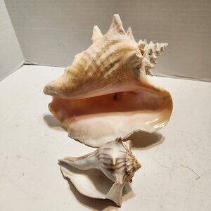Natural Queen Conch Shell & Small Shell Ocean Nautical Beach Display Décor READ